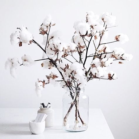 Cotton Branches, Clear Vase, Cotton Plant, Cotton Flower, Cotton Balls, New Clients, Dream Living, Elephant Wedding, Up Wedding