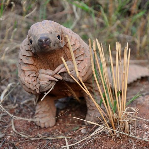 Many animals have no bones; instead they wear their skeleton on the outside, where it also serves as armor. So why do humans have their bones on the inside, leaving their soft flesh exposed and unprotected? Exoskeletons, or outer skeletons, are great for small animals, like insects. But on larger animals, heavy armor makes it hard to move. One evolutionary solution is to replace big, heavy plates of armor with small, flexible plates or scales. Photo: Maria Diekmann, from @pbsnature Rare Animals, Endangered Animals, Baby Animals Funny, Weird Animals, Animals Of The World, Animal Photo, Nature Animals, 귀여운 동물, News Blog