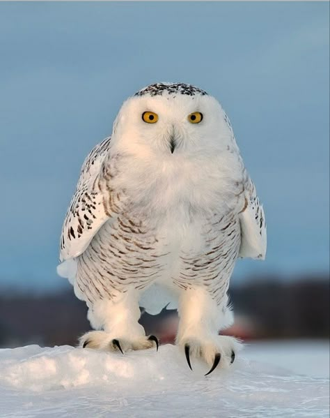 A walk in the snow. Owl Claws, Arctic Owl, Snow Owl, Owl Illustration, Bird Silhouette, Arctic Animals, Owl Painting, Owl Lovers, Snowy Owl