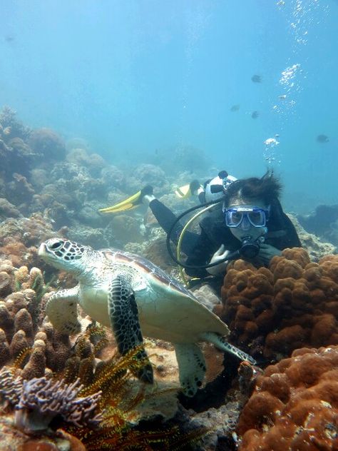 Mabul Island, Sabah Malaysia, Koh Lipe, 2025 Vision, Cute Wild Animals, Wild Animals, Winter 2024, Scuba Diving, Maldives