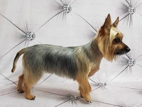 10 Best Silky Terrier Haircuts for Your Puppy - The Paws Silky Terrier Haircut, Grooming Yorkies, Yorkie Cuts, Australian Silky Terrier, Yorkie Haircuts, Female Dog Names, Puppy Grooming, Yorkie Terrier, Dog Haircuts