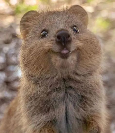 Cute Quokkas Animal Smile : The Happiest Animal in the World | Wildlife Photography The quokka, a small marsupial, is native to Australia and commonly found on Rottnest Island off the coast of Western Australia. The cool and smiley animal is known for its friendly nature and has been dubbed the "happiest animal on Earth. Quokka Wallpaper, Animal Smile, Happiest Animal, Rottnest Island, Animal Wallpaper, Wildlife Photography, Australia, The World