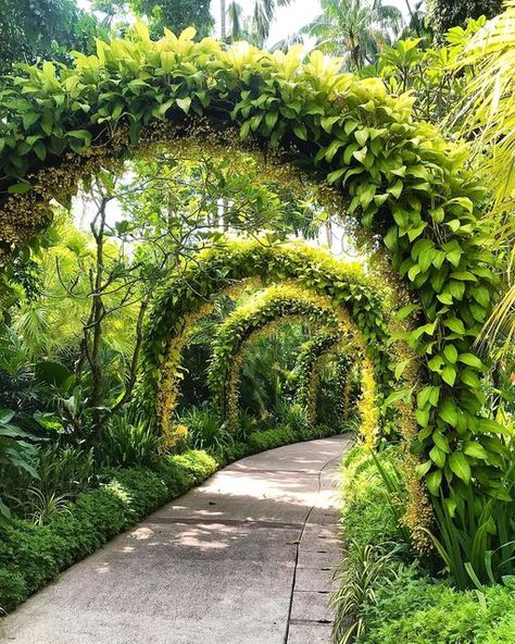 WONDERLUST on Instagram: "I’ve been to Singapore Botanic Gardens before but today I went to a whole different part I’ve not seen on previous trips! There is so much to see and explore here. This beautiful archway is created with some really delicate flowers. . . . #flowerarrangement #singapore #flowerarch #naturephotography #sg #botanicalgardens #wonder #wonderlust #singaporebotanicgardens #botanicalart #flowersofinstagram #livinginsingapore #expatfamily #expatliving #wildanimals #visitsingap Botanical Gardens Singapore, Singapore Trip, Garden Archway, Singapore Garden, Singapore Botanic Gardens, Gardens Of The World, Visit Singapore, Skateboard Design, Singapore Travel