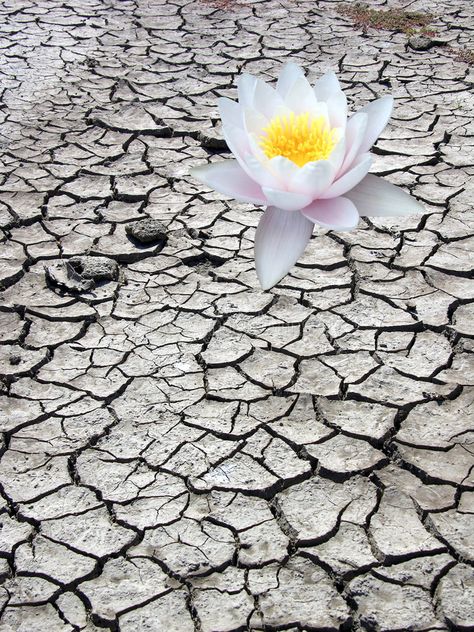 Single Desert Flower. A cracked and parched desert landscape and a single bloomi , #Ad, #cracked, #parched, #Flower, #Single, #Desert #ad Flower Image, Flower Stock, Desert Flowers, Desert Landscape, Desert Landscaping, Blooming Flowers, Royalty Free Photos, Free Stock Photos, Abstract Design