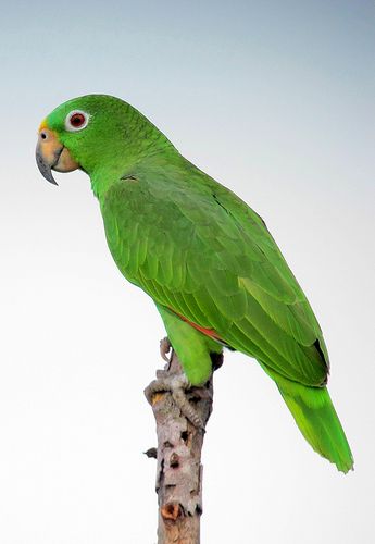 Amazona ochrocephala / Lora cabeciamarilla / Yellow-crowned Parrot | Flickr - Photo Sharing! Parrot Reference Photo, Parrot Photo, Pet Parrot Aesthetic, Animals And Pet Supplies, Wallpaper Dog Aesthetic, Parrot Images Green, Parrot Wallpaper, Yellow Headed Amazon Parrot, Dog Tattoo Ideas