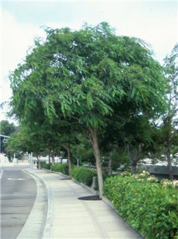 Tipu Tree - This single or multi-trunked tree will grow 25'-50' high and has swaying, light green leaves with yellow blooms. It does well in dry soil and full sun. Tipu Tree, Street Trees, Plant Information, Water Wise, Shade Trees, Sun And Water, Leaf Coloring, Garden Trees, Types Of Soil