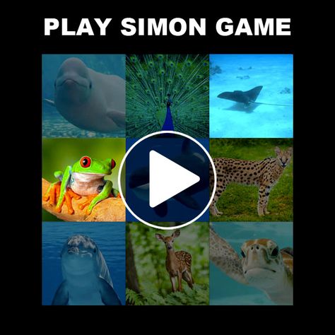 Simon game with animals Simon Game, Speed Games, Pictures Of Animals, The Game Is Over, Free Game, Memory Games, Animal Games, Free Games, Online Games