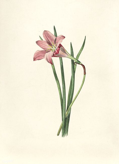 Antique watercolor drawing of rosepink zephyr lily | free image by rawpixel.com Rain Lily Flower Drawing, Rain Lily Drawing, Lillies Tattoo, Lilies Drawing, Rain Lily, Pink Rain, Gladiolus Flower, Free Illustration Images, Background Drawing