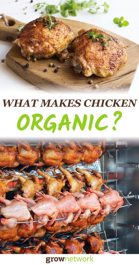 Have you ever wondered what actually makes chicken #organic ? Click thru to find out all the details | #homegrownfoodoneverytable #growyourowngroceries Antibiotic Resistance, Homegrown Food, Raising Backyard Chickens, Homesteading Skills, Organic Chicken, Backyard Chickens, Chickens Backyard, Sustainable Living, Tandoori Chicken