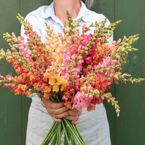 Early Sunrise, Snapdragon Flowers, Flower Identification, Cut Flower Garden, Seed Germination, Plant Spacing, Annual Flowers, Fresh Cut Flowers, Flower Display