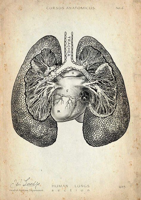 Lungs Anatomy Drawing, Old West Doctor, Anatomical Sketches, Human Heart Art, Lungs Anatomy, Gcse Art Textiles, Pen Sketch Ideas, Cardiothoracic Surgeon, Anatomy Vintage