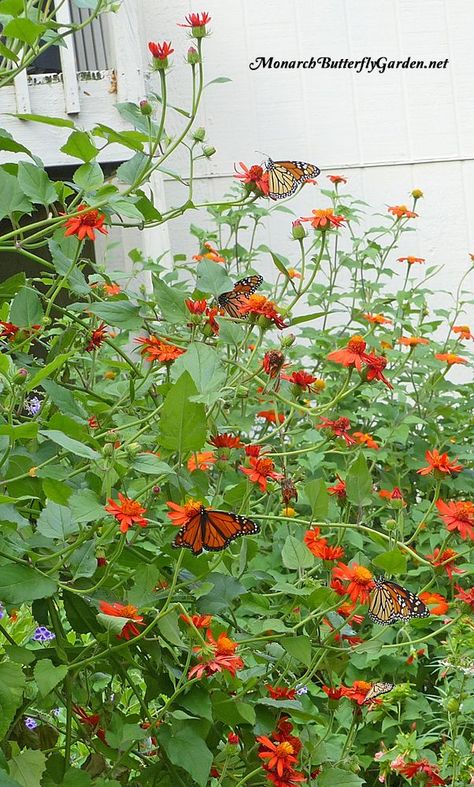 Butterfly Garden Pictures, Monarch Habitat, Mexican Flame Vine, Mexican Plants, Butterfly Witch, Milkweed Garden, Flame Vine, Butterfly Vine, Monarch Butterfly Garden