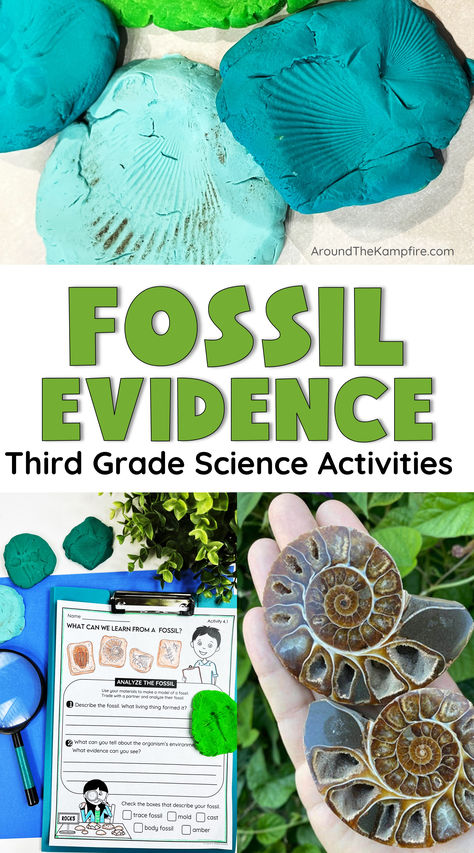 An article for 3rd grade teachers with lesson ideas to teach about fossil evidence. Fossil Activity 3rd Grade, 3rd Grade Science Curriculum, Fossil Stem Activities, Third Grade Science Experiments, Fossil Activities, 3rd Grade Science Experiments, Fossils Lesson, Third Grade Science Activities, Types Of Fossils