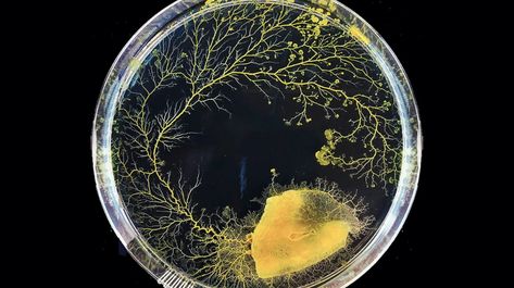 The slime mold Physarum uses mechanical signals to probe environments that it hasn't directly explored yet. Swarm Intelligence, Somatic Cell, Slime Mold, Phd Life, Artificial Neural Network, Petri Dishes, Slime Mould, Point Light, Petri Dish