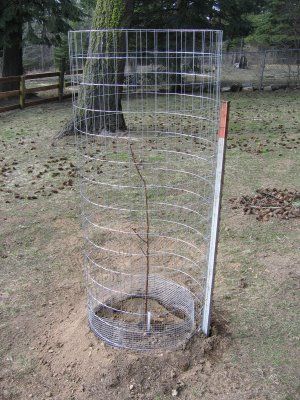 Protecting fruit trees Fruit Tree Protection, Tree Protection Ideas, I Can Do It Myself, Planting Fruit, Tree Protection, Planting Fruit Trees, Herbal Tea Garden, Northern Idaho, Oregon House