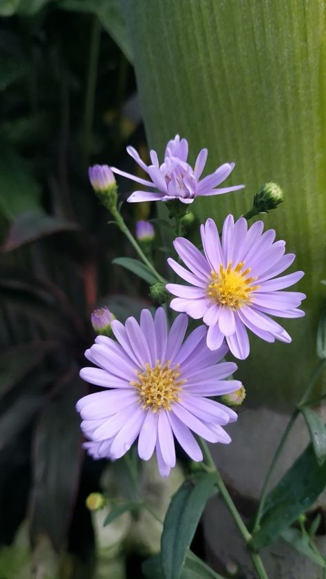 Aster Flowers, Aster Flower, 강아지 그림, Beautiful Pink Flowers, Garden Help, House Plants Decor, Month Flowers, Beautiful Rose Flowers, Beautiful Flowers Pictures