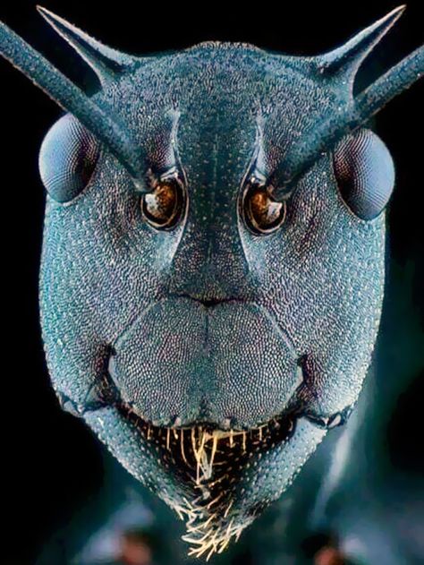 Microscopic images. on Twitter: "Ant face under Electron microscope… " Microscope Images, Electron Microscope Images, Micro World, Microscopic Photography, Insect Photography, Microscopic Images, Under A Microscope, Under The Microscope, Electron Microscope