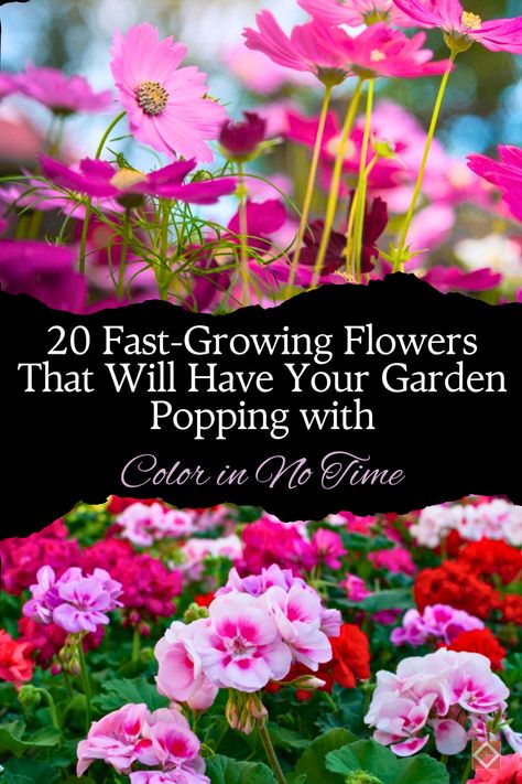 20 Fast-Growing Flowers for a Quick and Colorful Garden Makeover Description: 🌸 Ready to give your garden an instant color boost? These 20 fast-growing flowers, including petunias and cosmos, will quickly transform your garden with their vibrant hues. Whether you’re filling flower beds or decorating your patio, these blooms are easy to grow and perfect for creating a stunning garden in no time! #Gardening #QuickGrowingFlowers #VibrantGarden Petunia Flower Bed, Easy Flower Garden, Fast Growing Flowers, Petunia Flower, Zinnia Elegans, Thriving Garden, Indoor Plant Care, Garden Makeover, Easy Flower