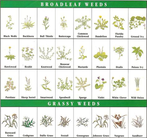 My lawn: nothing but a collection of every weed known to mankind. Scotts weed… Common Garden Weeds, Common Lawn Weeds, Grass Weeds, Weeds In Lawn, Lawn Care Tips, Garden Weeds, Community Garden, Lawn Maintenance, Moon Garden