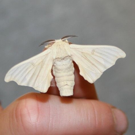 LIVE-SILKWORM-KIT-Raise-your-own-live-silkworms-silk-moth-bird-reptile-textile-282695331940 Silkworm Moth, Poodle Moth, Silk Moth, Colorful Moths, Let Me Know, Moth, Bugs, Insects, Butterflies