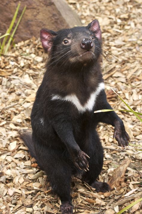 Tasmanian Devil Devil Images, Devil Video, Tasmanian Devil Cartoon, Photo Compilation, Sunrise Images, Australian Fauna, Australia Animals, Nocturnal Animals, Interesting Animals