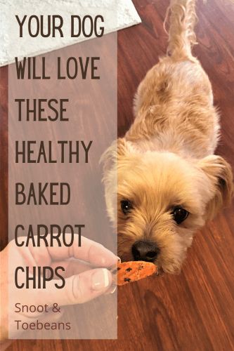 Healthy Baked Carrot Chips for Dogs - and You - Snoot and Toebeans Carrot Treats For Dogs, Baked Carrot Chips, Low Fat Dog Treats, Vegan Dog Treats, Gluten Free Dog Treats, Baby Treats, Dog Meals, Carrot Chips, Carrot Dogs