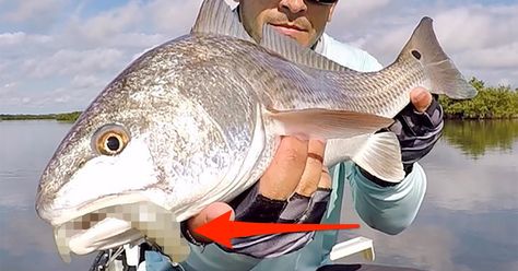 The #1 Saltwater Fishing Lure Of All Time Creek Fishing, Trout Fishing Lures, Saltwater Fishing Lures, Salt Water Fishing, Live Bait, Fishing Videos, Catching Fish, Pier Fishing, Fishing Life