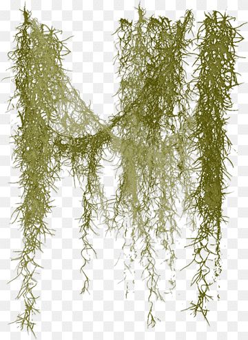 Grass Png, Moss Art, Nursery Room Inspiration, Wreck This Journal, Spanish Moss, Oak Tree, Tree Art, Art Techniques, Botany