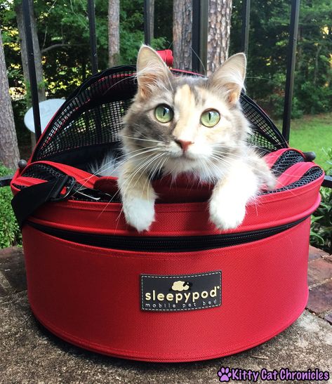 Get the Gear! 10 Must Have Accessories for Your Adventure Cat - Kitty Cat Chronicles Best Cat Harness, Cat Travel Accessories, Cat Sling, Cat Travel Carrier, Camping With Cats, Must Have Accessories, Pet Camping, Cat Tips, Cat Carrier Bag