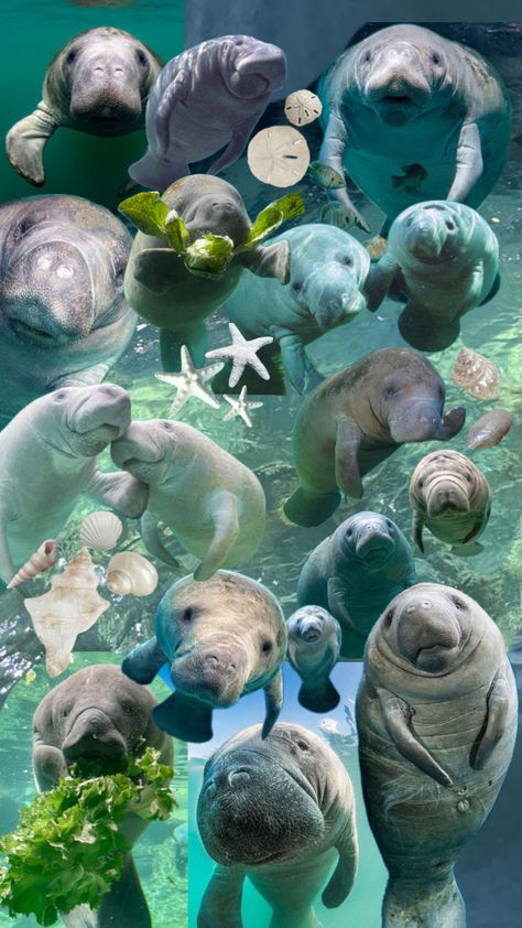 #manatee Sea Animals, Water, Animals