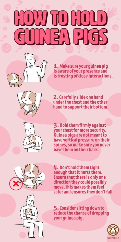 How To Potty Train Guinea Pigs, Guinea Pig Checklist, How To Take Care Of Guinea Pigs, Guinea Pig Care Chart, Fat Guinea Pigs, Guinea Pig Ideas, Cute Guinea Pig Cage Ideas, Guinea Pigs Cage Ideas, Guenia Pigs