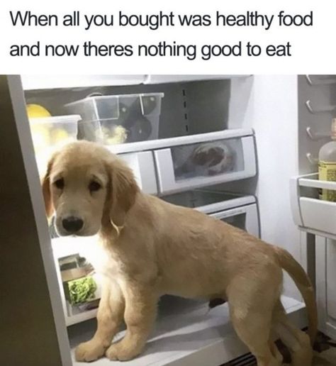 Did you make a vow to eat healthy? Well so did everyone else. Check out these eating healthy memes to see if it works! Cookies Banane, Food Meme, Food Memes, Dog Memes, Losing Weight, Animal Memes, Meatloaf, Cat Memes, Funny Dogs