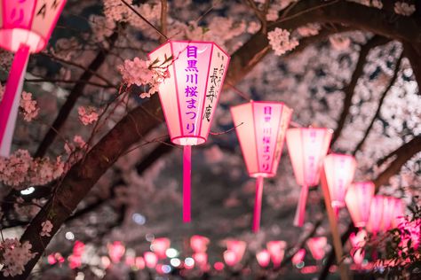 Spring Lantern, Pink Lanterns, Japanese Lamps, Sakura Bloom, Not The Only One, Pink Photo, China Art, Japanese Restaurant, Pink Design