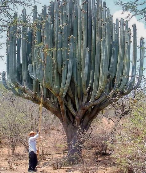 Giant Cactus, Mystical World, Cactus Garden, Pictures Of People, Cactus And Succulents, Natural Resources, Cacti And Succulents, Amazing Nature, Cactus Plants