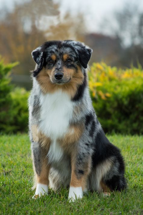 Herding Dogs Breeds, Miniature American Shepherd, Miniature Australian Shepherd, American Shepherd, All Breeds Of Dogs, Cutest Puppies, Aussie Dogs, Australian Shepherd Dogs, Herding Dogs