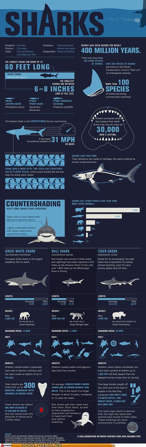 Marine Biology infographic | #sharks #marinebiology #infographic Different Types Of Sharks, Ocean Bedroom, Types Of Sharks, Shark Facts, All About Sharks, Shark Bait, Bull Shark, White Sharks, Shark Week