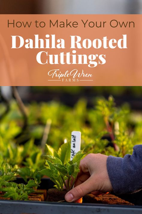 Did you know that when you pinch your dahlias, you can root the pinched part to make more dahlias? It’s a quick and cost-effective method to increase the number of dahlias you have. Click here to learn how we make dahlia rooted cuttings from our pinched dahlias at the farm! Dahlia Growing Tips, Dahlia Cuttings, Grow Dahlias, Seed Starting Mix, Growing Dahlias, Crop Rotation, Cut Flower Garden, Annual Flowers, Replant