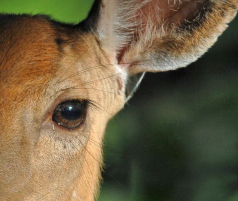 Day or night, a deer’s vision is excellent.  This is good if you’re a deer but bad if you are a hunter.  So how do deer see the world? Deer Eyes, Tapetum Lucidum, Needle In A Haystack, Deer Running, Deer Illustration, Creeped Out, Hunting Camp, Doe Eyes, Color Spectrum