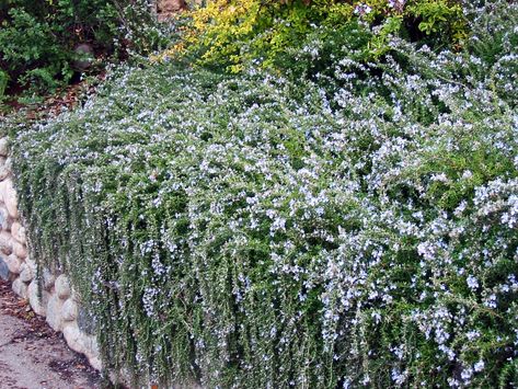 Creeping Rosemary, Trailing Rosemary, Plant Pallet, Tresco Abbey Gardens, Garden Retaining Wall, Tattoo Plant, Architectural Plants, Rosemary Plant, Thriving Garden