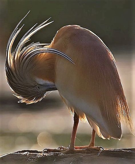 Squacco Heron Animals