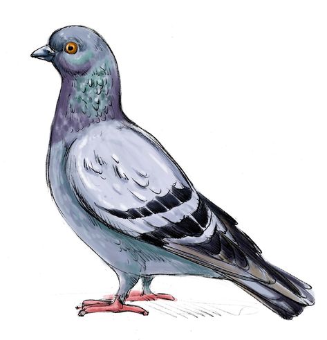 Pigeon Pictures, Animation Tutorial, Sea Art, Art Programs, Cartoon Clip Art, Cute Birds, Nature Paintings, Pictures To Draw, Pigeon