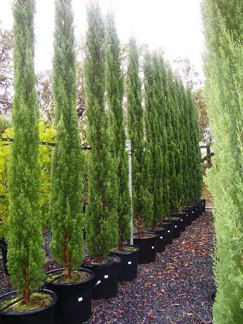 Cupressus sempervirens 'glauca' / Italian Pencil Pine / Library − Speciality Trees Hedge Trees, Cupressus Sempervirens, Cypress Gardens, Screen Plants, Privacy Trees, Columnar Trees, Evergreen Garden, Privacy Landscaping, Italian Garden