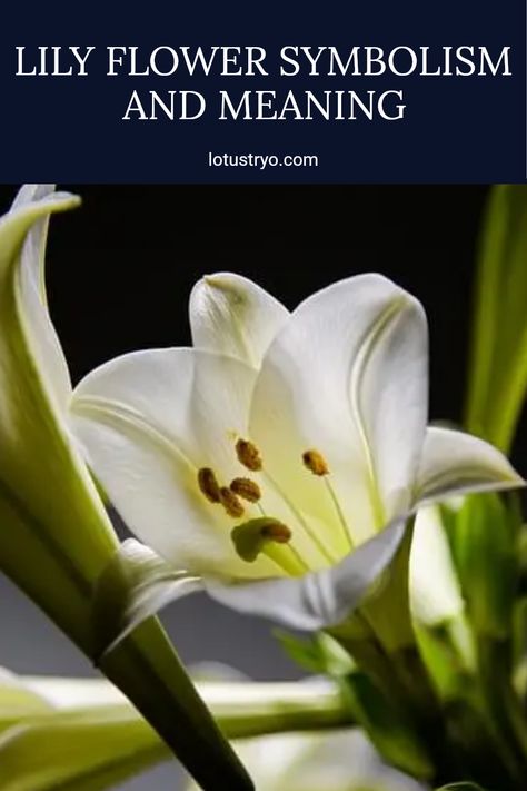 Discover the fascinating meanings behind different purple, white, or yellow lily flowers. These stunning floral beauties symbolize purity, devotion, and friendship, enhancing any garden or bouquet. Uncover the significance of each color and the cultural meanings in poetry and decoration. Knowing the distinct lily flower meanings can help you choose the perfect blooms for special occasions or just to brighten someone's day Lily Meaning Flower, Lily Meaning, Red Lily Flower, Flower Symbolism, Pink Lily Flower, Lily Flower Tattoos, White Lily Flower, Flower Tattoo Meanings, Expressions Of Sympathy