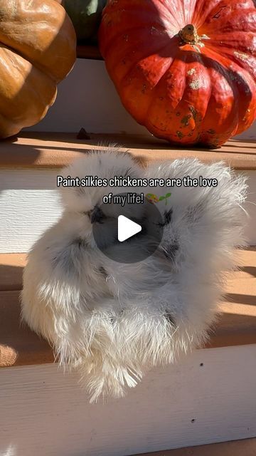 Lavern Clarke | Chickens keeping tip on Instagram: "I honestly do have a love-hate relationship for paint silkies! It’s truly the hardest silkies color to breed. I love a challenge so I am in for the ride who is with me? 🖤🎨🤍" I Love A, Love A, Love Of My Life, I Love, Paint, On Instagram, Color, Instagram