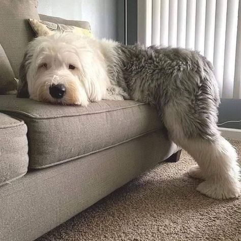 Curly Dog, Mini Sheepadoodle, Sheep Dog, English Sheepdog Puppy, Old English Sheepdog Puppy, Sheepadoodle Puppy, Great Pyrenees Dog, Super Cute Puppies, English Sheepdog