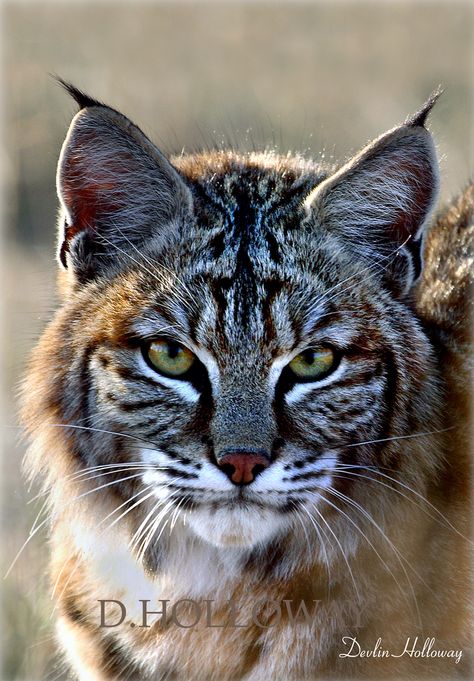 A  Serious gaze in the eyes of the high desert bobcat. # 298 Bobcat Tattoos, Bob Cat, Bobcat Art, Lynx Reference, Lynx Pictures, Bobcat Photography, Big Cat Reference Photo, Bobcat Pictures, Eurasian Lynx Photography