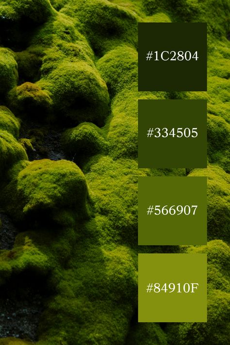 Velvety Moss Mound: Soft, velvety mounds of moss create a lush and inviting scene, bringing the vivid shades of a moss green color palette to life. Mossy Green Color Palette, Moss Green Colour Palette, Moss Green Aesthetic, Moss Color Palette, Enchanted Forest Color Palette, Moss Green Color Palette, Color Scheme Generator, Types Of Green, Moss Green Color