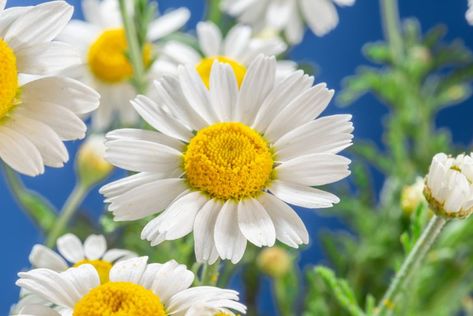 Types Of Daisies, Flower At Home, Daisy May, Insecticidal Soap, Entertaining Gifts, Popular Flowers, Gerbera Daisy, Hardy Plants, Fragrant Flowers