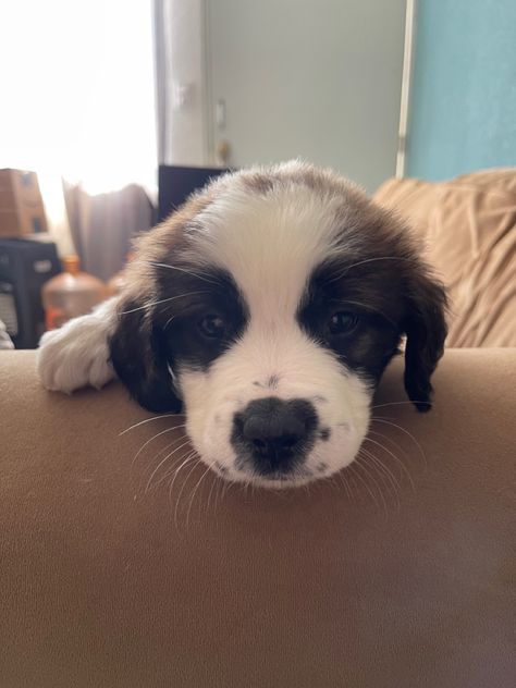 El bebé de la familia, 2 meses 2month puppy St. Bernard St Bernard, Pet, Dogs, Animals