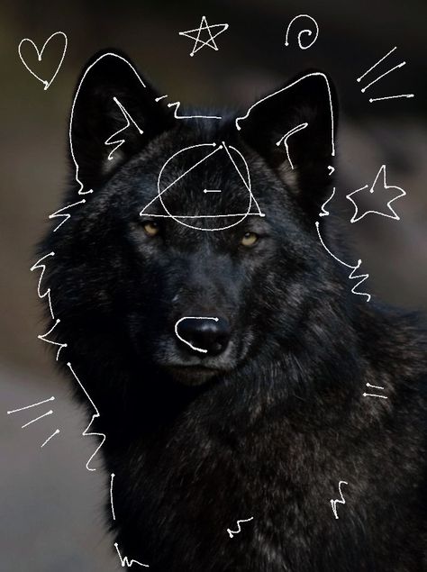 Black Wolf Therian, David Core, Therian Wolf, Therian Aesthetic, Doodle Animals, Therian Art, Therian Pfp, Wolf Cat, Wolf Therian